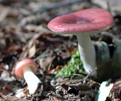 Russula emetica, young fruiting body at the left and a mature one at the right.